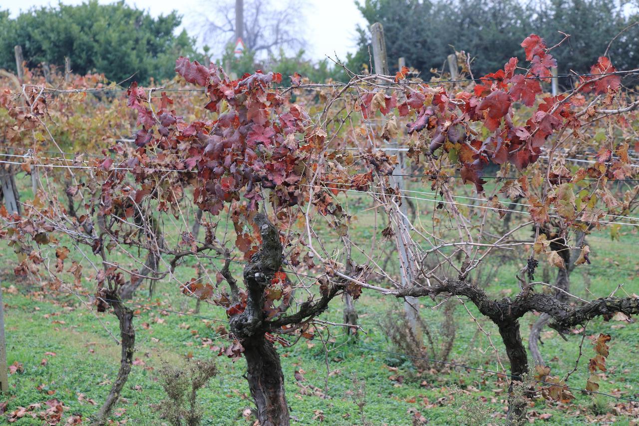 Le Magnolie Agriturismo Verolanuova المظهر الخارجي الصورة